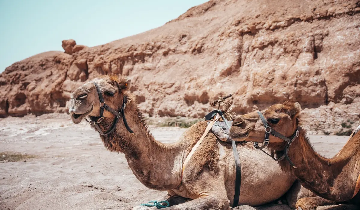 Camel Riding Ouarzazate